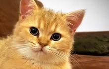 Penelitian: Bulu Kucing Bisa Jadi Bukti Penting dalam Penyelidikan Kasus Kejahatan
