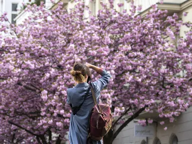 Seorang wanita mengambil gambar bunga sakura bermekaran yang menghiasi sebuah jalan di Berlin tengah, Jerman pada 23 April 2019. Pohon sakura di Jerman memang lazim ditanam di ruang-ruang terbuka hijau, selain sebagai peneduh juga untuk mempercantik kota. (John MACDOUGALL / AFP)