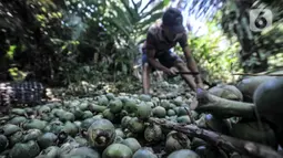 Aktivitas petani saat mengolah buah aren menjadi kolang-kaling di Kampung Citugu, Desa Puraseda, Leuwiliang, Kabupaten Bogor, Jawa Barat, Minggu (25/4/2021). Pandemi COVID-19 yang tak kunjung usai menyebabkan penjualan kolang-kaling lesu. (merdeka.com/Iqbal S. Nugroho)