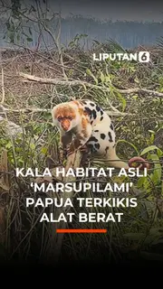 Kala Habitat Asli 'Marsupilami' Papua Terkikis Alat Berat