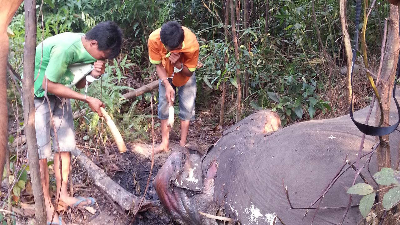 Pemburu gading gajah