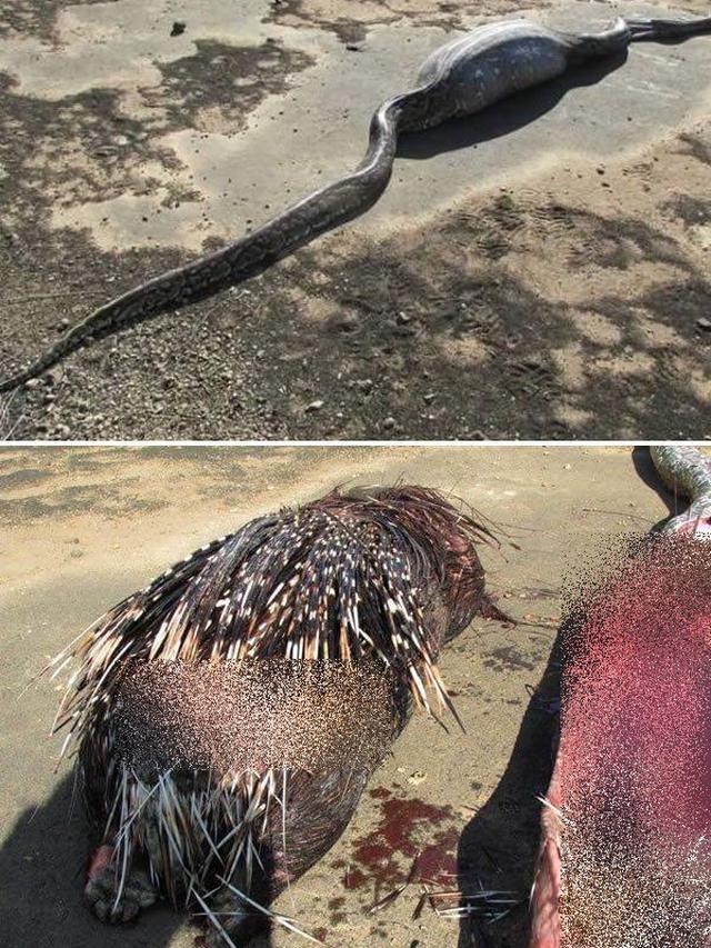 6 Potret Ular Bernasib Tragis Karena Rakus, Ada yang Mati Usai Makan Landak