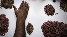 Seorang ahli geologi melakukan proses penyortiran akhir di tambang Gemfields Ruby di Montepuez, Mozambik (14/2). Batu ruby ini adalah salah satu batu permata berwarna yang berharga tinggi. (AFP/John Wessels)