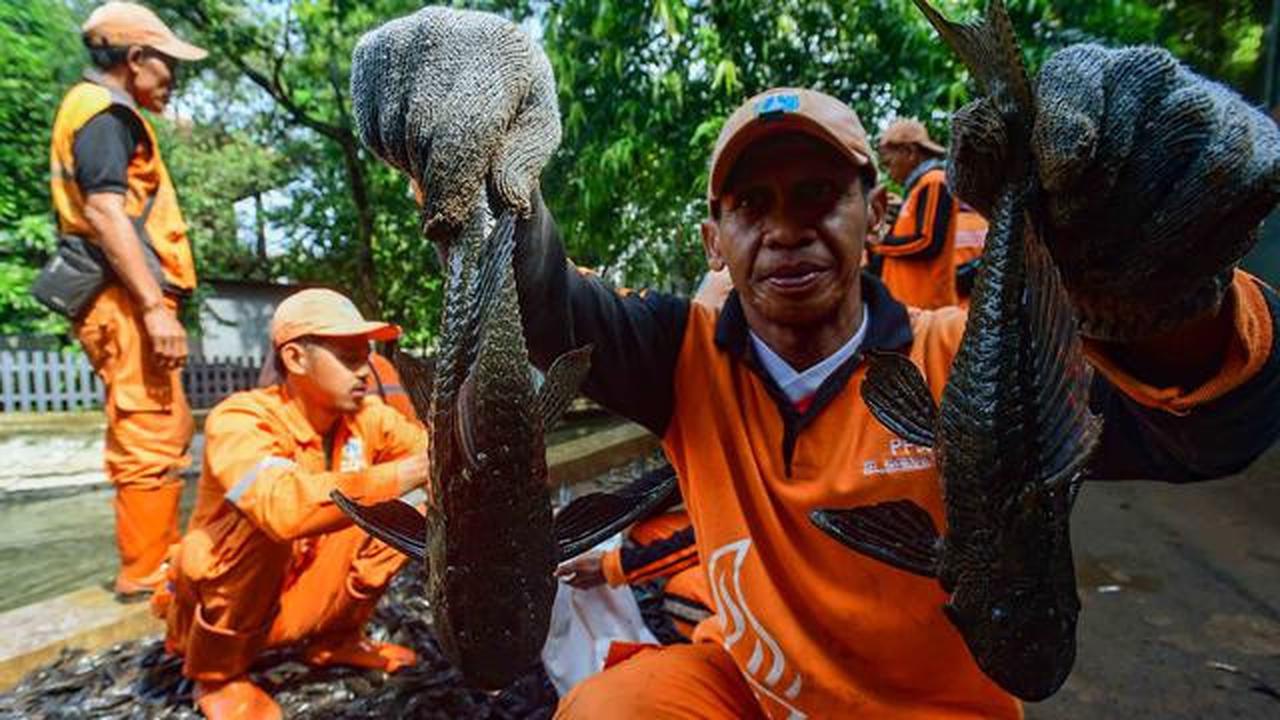 Ternyata Bernutrisi, Ikan Sapu-Sapu Juga Mengandung Risiko Logam Berat