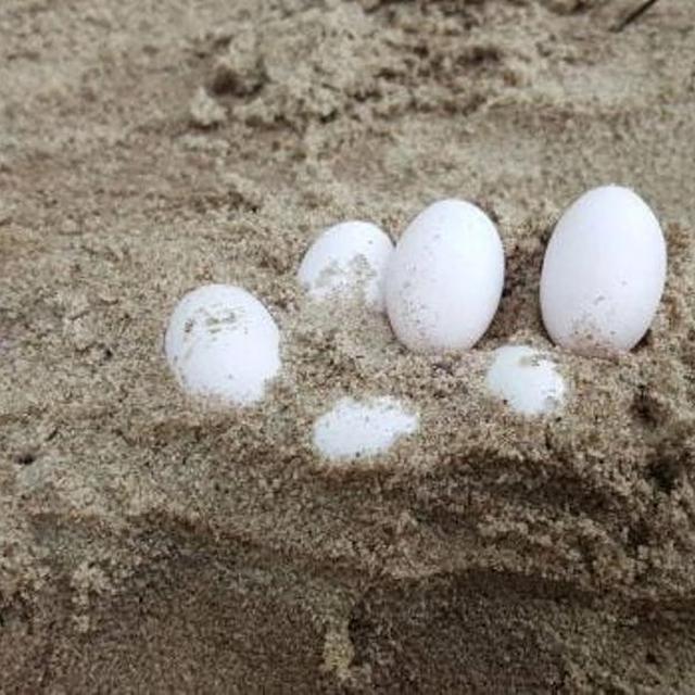 Gambar Telur Cicak - denah