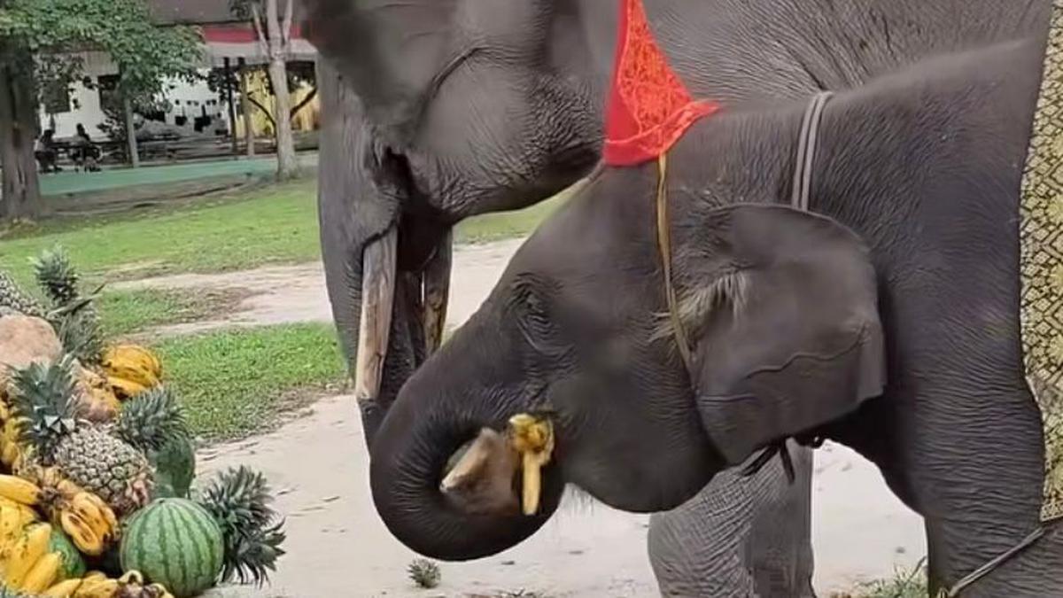 Gajah Domang Ulang Tahun ke-4 di Tesso Nilo, Dirayakan dengan Tanjak dan Songket Melayu