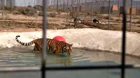 Sepasang macan diselamatkan dari pemilik yang tidak mampu memelihara mereka. 