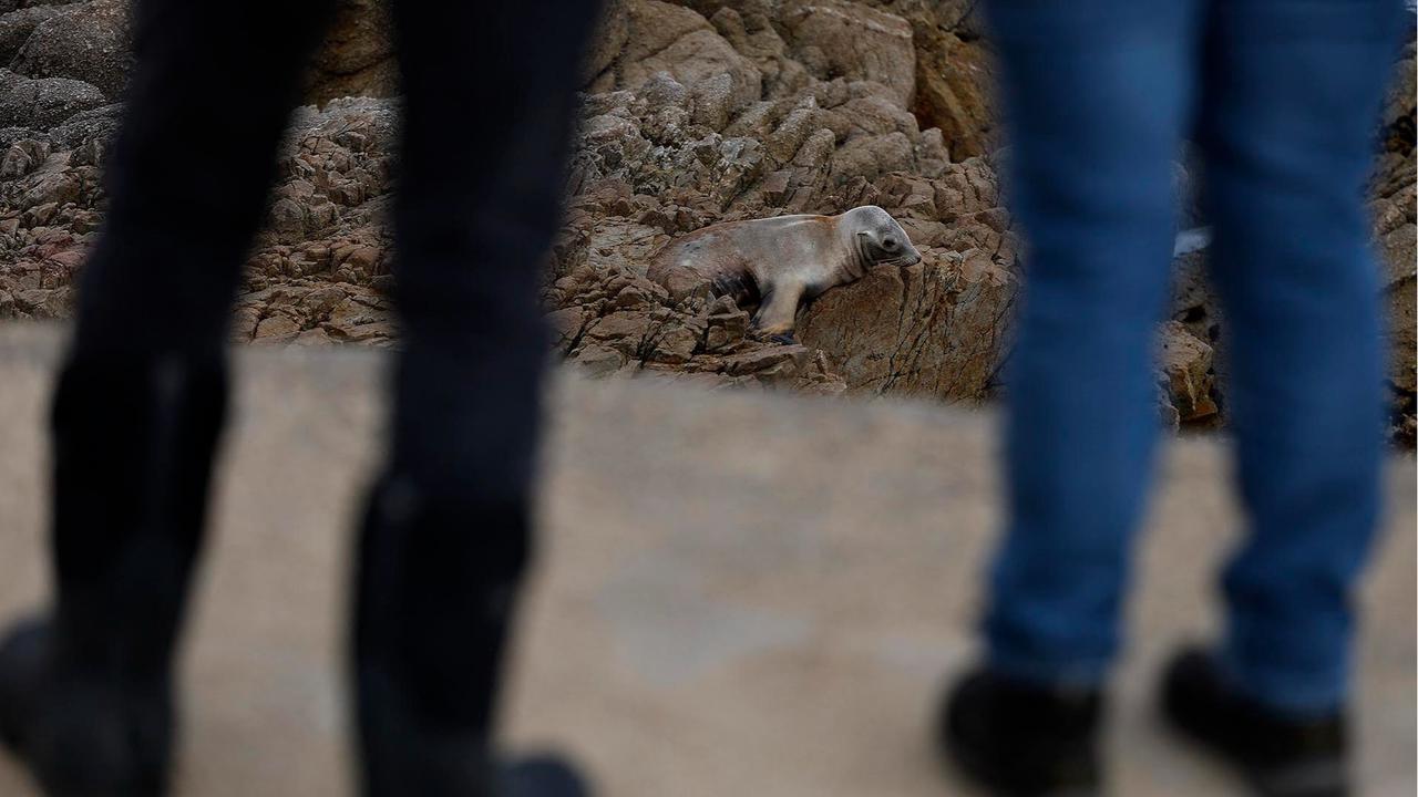 FOTO: Penyelamatan Singa Laut Sakit di Tengah Wabah Leptospirosis
