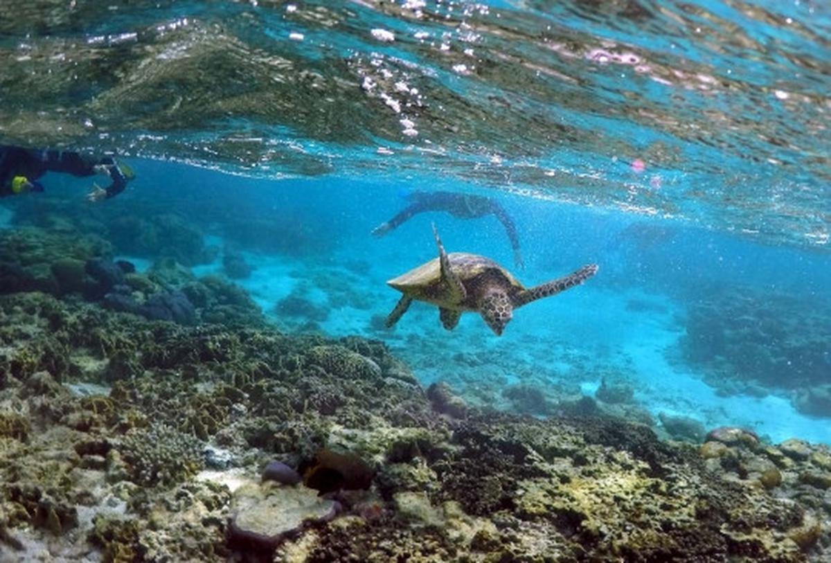 Melihat ribuan terumbu karang rusak parah di laut Queensland