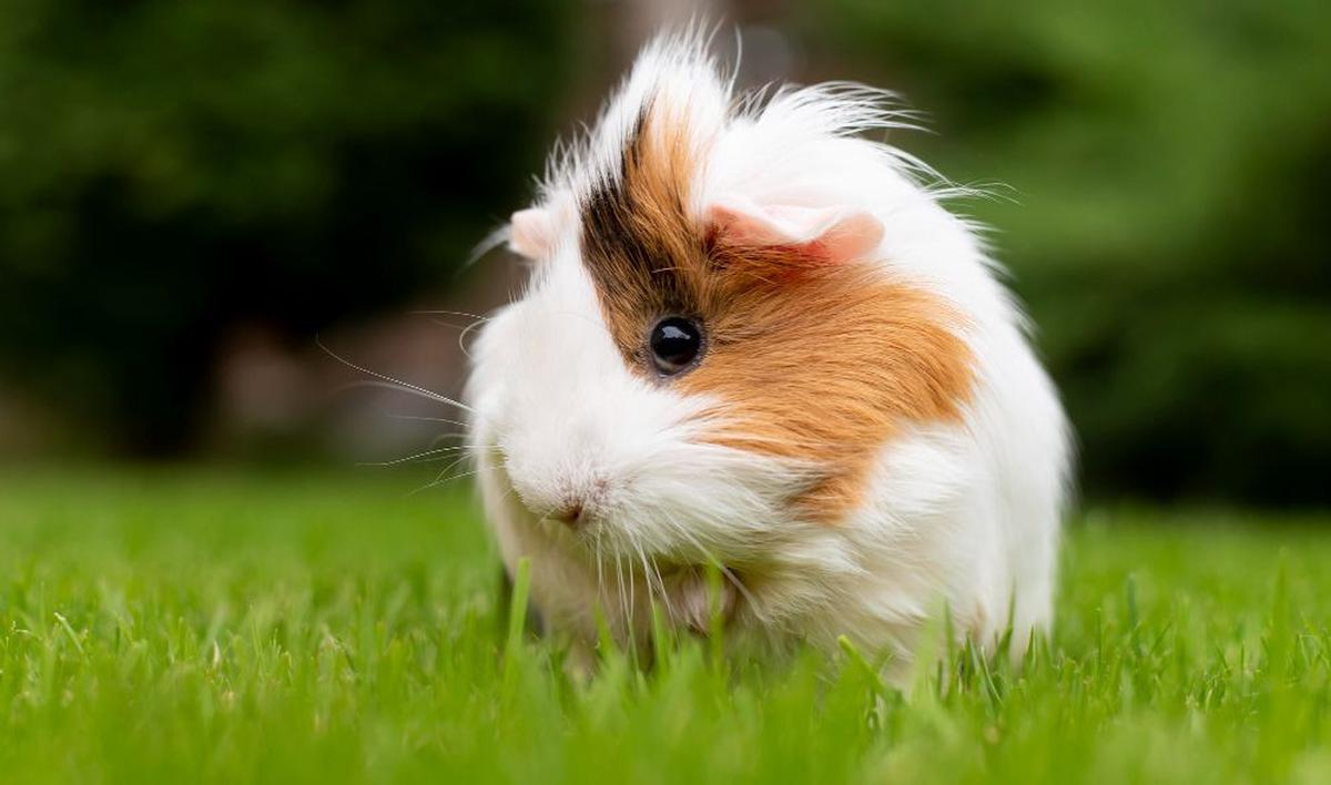 Guinea Pig