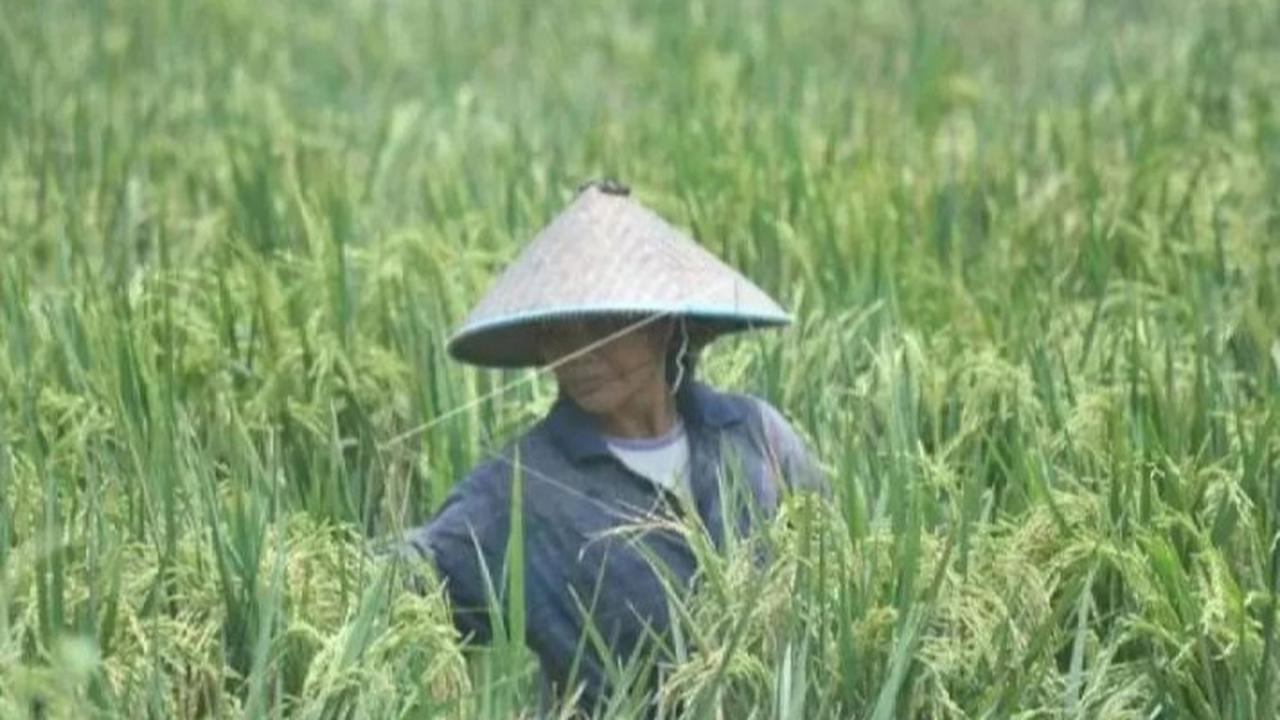 Ilmuwan Ungkap Sejak Kapan Manusia Menanam Padi, Begini Sejarahnya