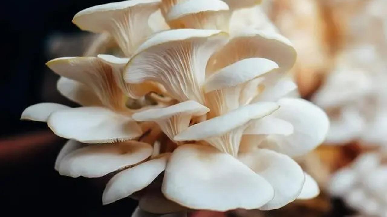 Cara Praktis Menyimpan Jamur Tiram Agar Tahan Lama di Kulkas