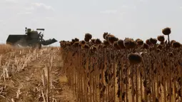 Petani memanen bunga matahari di sebuah ladang di Provinsi Edirne, Turki, 26 Agustus 2020. Sedat Kacar, petani Turki yang memiliki dua ladang, menyatakan kesedihannya karena hasil panen diperkirakan menurun akibat cuaca ekstrem saat perekonomian negarajuga terpukul oleh pandemi. (Xinhua/Osman Orsal)