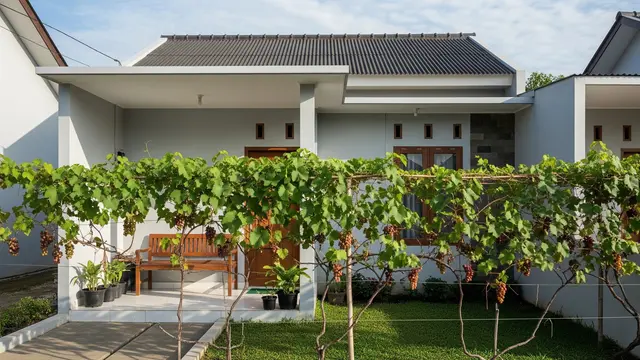 9 Inspirasi Kebun Mini Pagar Hidup dari Tanaman Buah Produktif, Solusi Lahan Terbatas