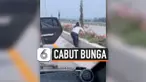 THUMBNAIL CABUT BUNGA