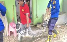 Evakuasi Buaya Lampung Selatan: Damkarmat Selamatkan Reptil Peliharaan Warga di Natar