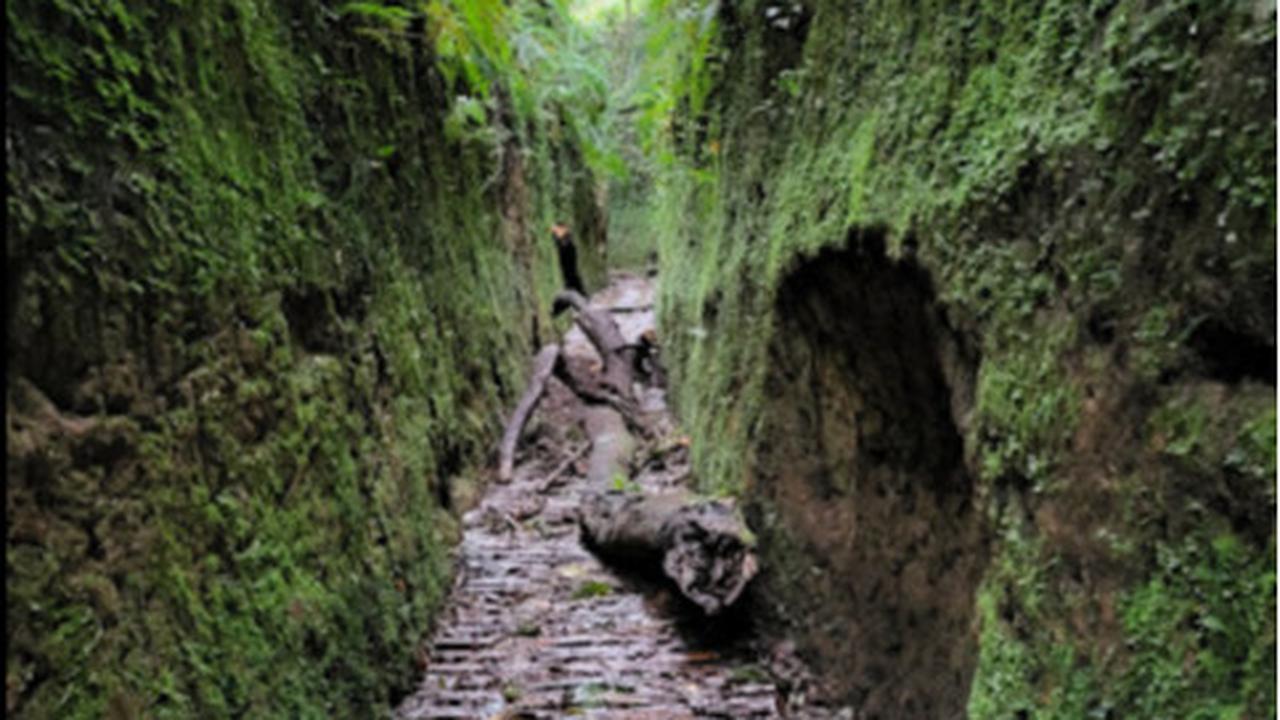 Lorong lumut