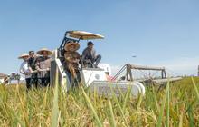Produktivitas Pangan Jateng 2025 Lampaui Target Nasional, Siap Jadi Penopang Utama