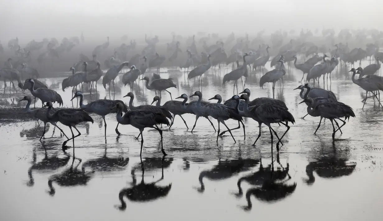 Ribuan Bangau Abu-Abu mencari makan di sekitar Danau Agamon Hula, Israel, Kamis (21/2). Bangau Abu-Abu dari Eropa tersebut mampir di Danau Agamon Hula selama migrasi menuju Afrika. (MENAHEM KAHANA/AFP)