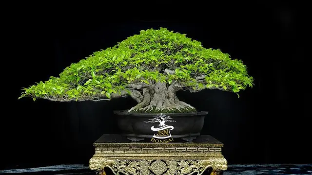 Pesulap Jusin Clasic Jadi Kolektor Bonsai Termuda.