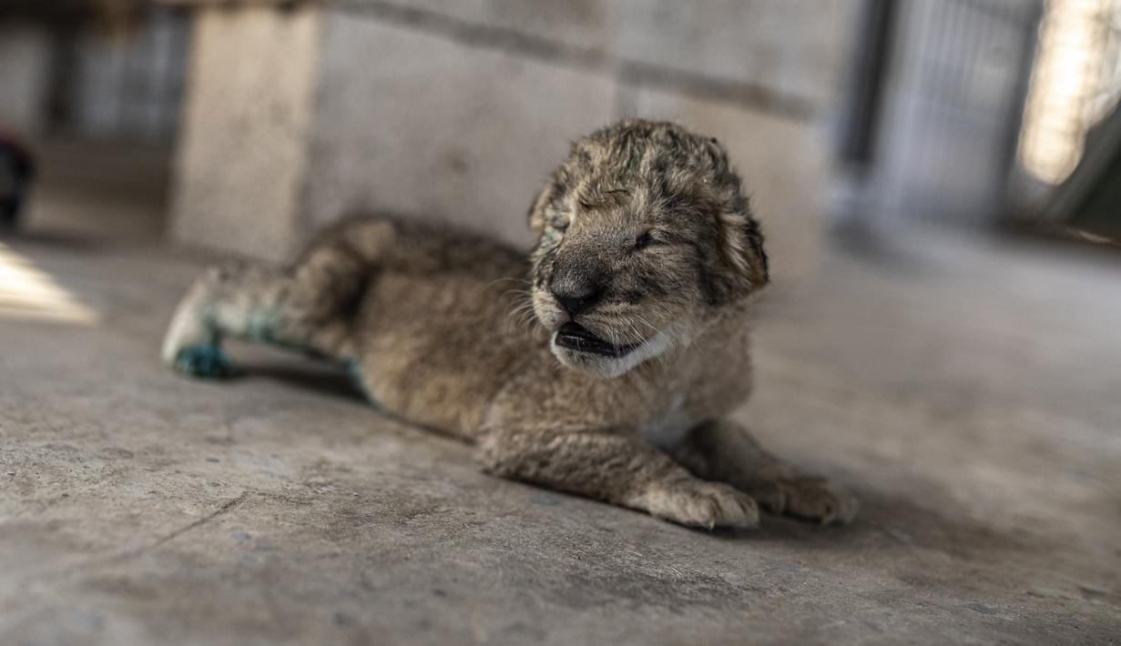 Seekor anak singa yang baru lahir terlihat di kebun binatang Nama di Kota Gaza, Sabtu, 13 Agustus 2022. Singa betina melahirkan tiga anaknya lima hari setelah Israel dan militan Palestina mengakhiri pertempuran sengit lintas perbatasan yang ditandai dengan gemuruh serangan udara Israel dan tembakan roket Palestina. (AP Photo/Fatima Shbair)