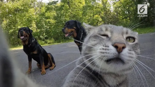 Kisah kucing narsis asal Arizona, Amerika Serikat, yang hobi selfie.