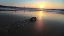 Tukik laut, yang baru menetas, berjalan menuju perairan Laut Mediterania saat matahari terbenam di Pantai Lara, Siprus, 10 Agustus 2018. Populasi penyu Siprus dan hijau kembali pulih setelah upaya pelestarian selama beberapa dekade. (AP/Petros Karadjias)