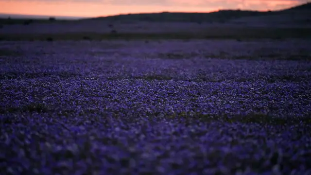 Hamparan Bunga di Gurun Atacama, Chile (AP/Esteban Felix)