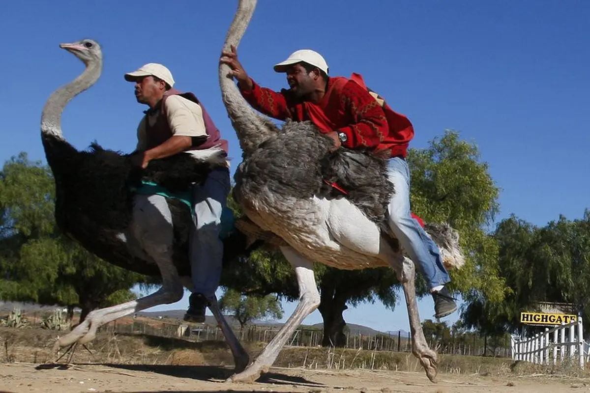 Dua pria bersaing dalam perlombaan burung unta di peternakan burung unta Highgate di Oudtshoorn, Afrika Selatan. (Foto AP / Shuji Kajiyama)