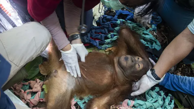 Orangutan Tersesat di Kebun Warga