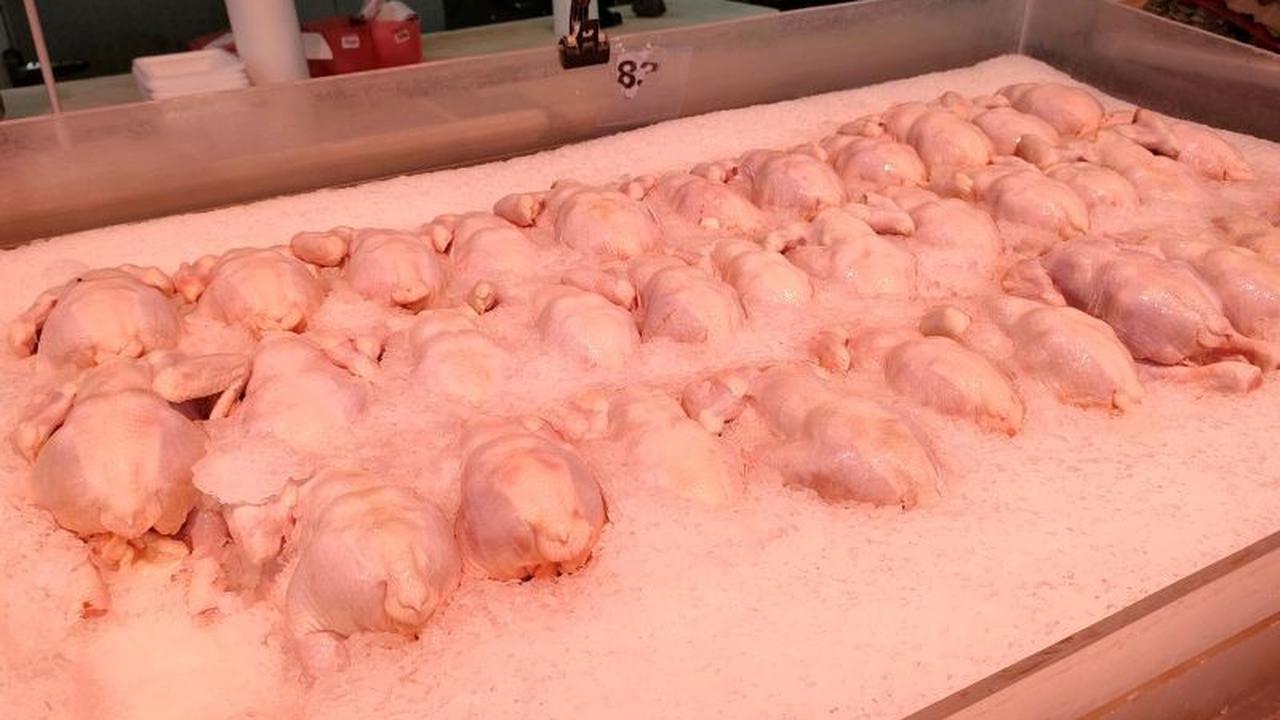 Tahukah Anda? Air Panas Lebih dari 70°C Penting untuk Mencegah Kontaminasi Bakteri pada Ayam dan Daging