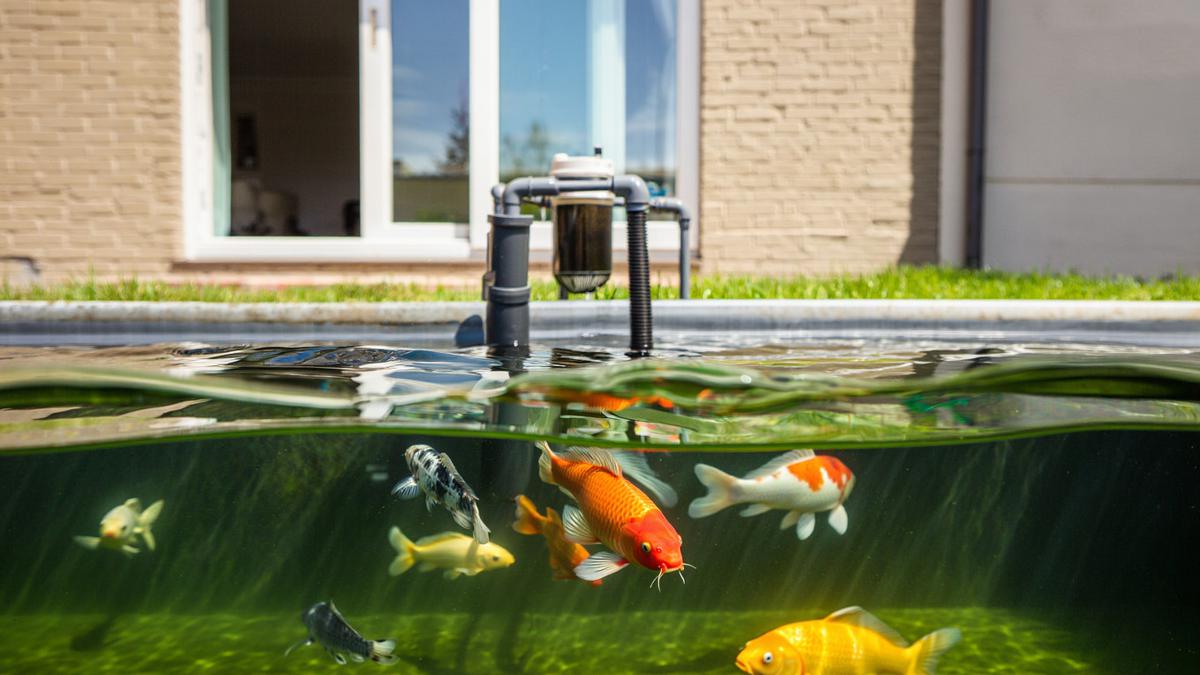 7 Cara Mudah Mencegah Lumut Berlebihan di Kolam Ikan Outdoor