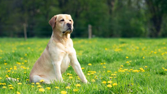 Labrador Retriever