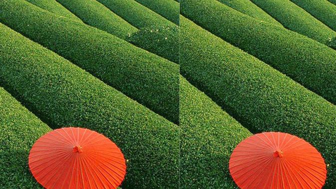 Karakter Warna  Hijau Dalam Feng  Shui  Fimela Fimela com