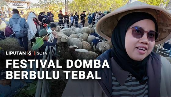 Festival Domba Berbulu Tebal