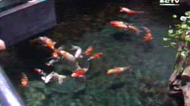 Ikan Koi Melengkapi Koleksi Akuarium Tmii News Liputan6com