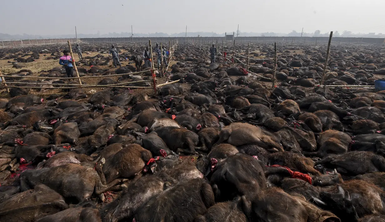 Ribuan kerbau yang telah terpenggal kepalanya tampak tergeletak dalam Festival Gadhimai di Bariyarpur, 160 km dari Kathmandu, Nepal (3/12/2019). Festival ini dikenal sebagai ritual pengorbanan hewan terbesar di dunia. (AFP/Prakash Mathema)