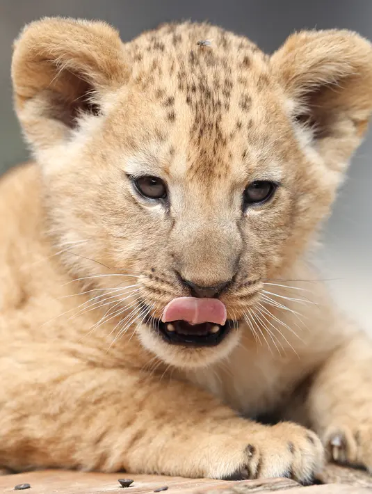 Seekor dari bayi singa berber (Panthera leo leo) beristirahat di kandang mereka di kebun binatang Dvur Kralove, Republik Ceko, Senin (8/7/2019). Singa berber atau dikenal juga dengan nama singa atlas atau singa nubia, adalah subspesies dari singa yang telah punah di alam liar sekitar abad ke-20. (AP