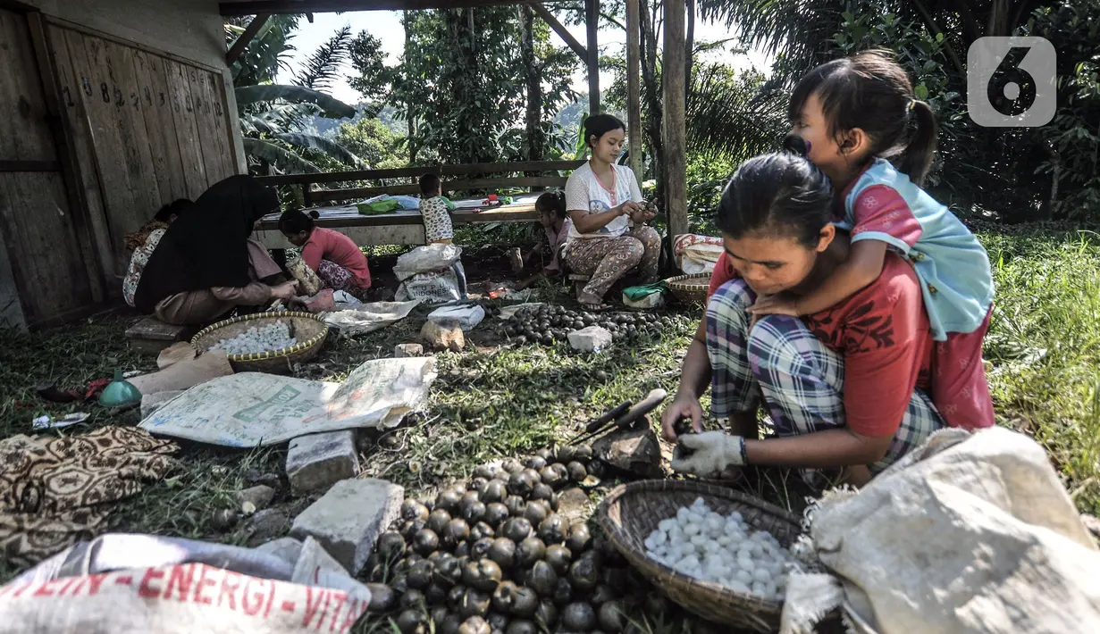 Pekerja perempuan membawa anak saat bekerja mengupas buah aren di Kampung Citugu, Desa Puraseda, Leuwiliang, Kabupaten Bogor, Jawa Barat, Minggu (25/4/2021). Dalam sehari, satu petani di kampung ini mampu menghasilkan 80-100 kg kolang-kaling. (merdeka.com/Iqbal S. Nugroho)