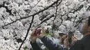 Orang-orang yang memakai masker mengambil gambar bunga sakura yang mekar penuh di Taman Chidorigafuchi di Tokyo, Jepang, Senin (28/3/2022). (AP Photo/Koji Sasahara)