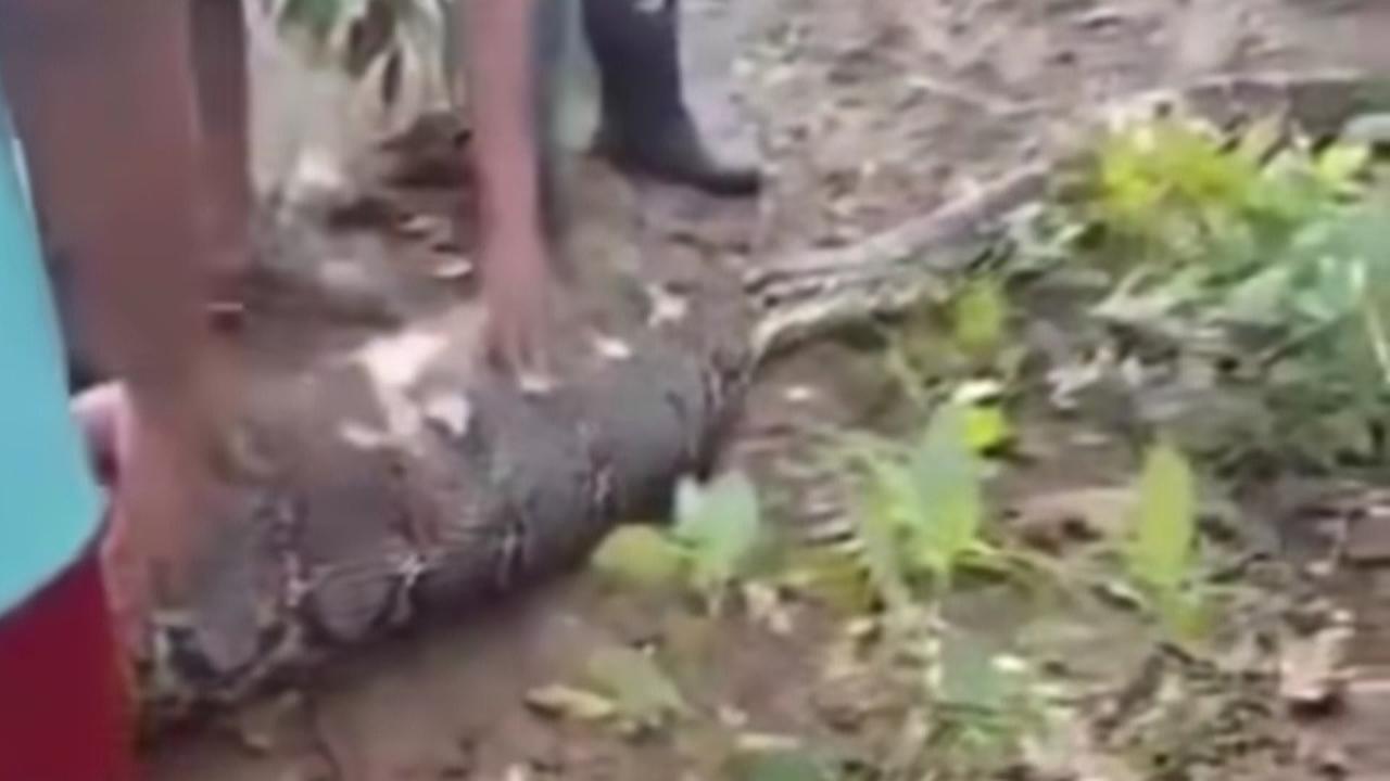 Deretan Kematian Tragis Lansia Ditelan Hidup-Hidup Ular Piton di Sulawesi