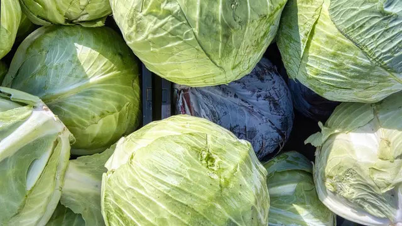 Cara Merebus Kubis untuk Siomay Agar Tetap Sehat dan Baik untuk Jantung