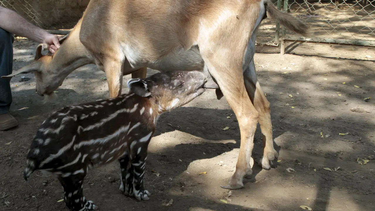 20160415- Anak Tapir Menyusu Pada Kambing-Reuters
