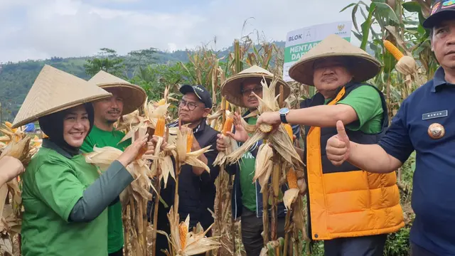 Bupati Garut Rudy Gunawan bersama Rizaludin Kurniawan, salah satu pimpinan Baznas RI, serta Forkopimda Garut dalam panen raya jagung program lumbung pangan Banzas RI di Desa Mulayajaya, Banjarwangi. (Liputan6.com/Jayadi Supriadin)