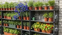 7 Kebun Sayur dan Herbal Pakai Rak Susun Dinding Rumah, Panen Segar Setiap Hari
