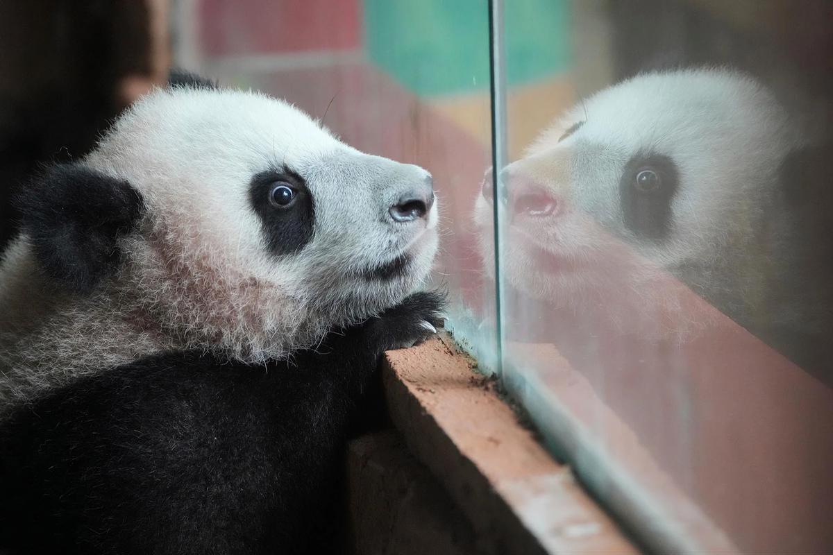 FOTO: Tingkah Lucu Rio Panda Raksasa Kelahiran Indonesia Curi Perhatian Pengunjung