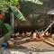 8 Jenis Ayam Kampung dan Ayam Lokal yang Rajin Bertelur, Cocok untuk Ternak Rumahan Modal Kecil