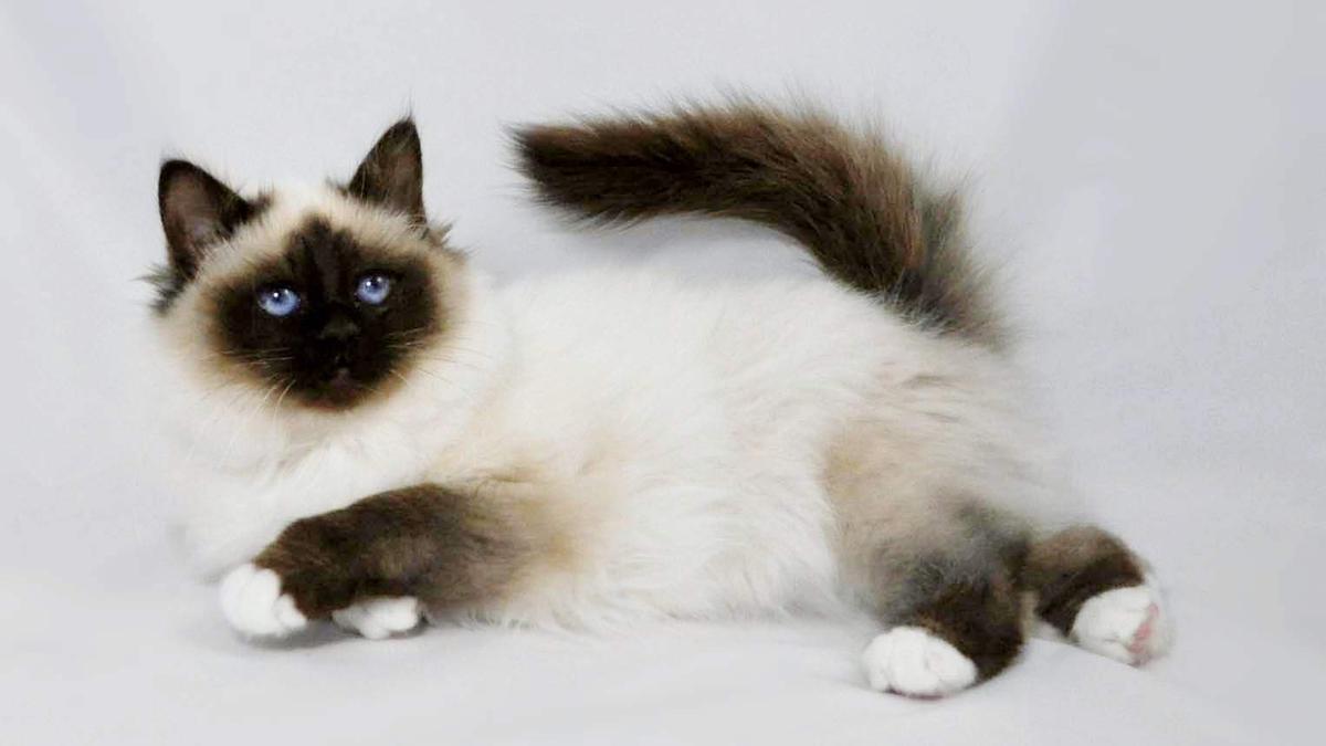 8 Cara Kucing Ungkapkan Cinta Kepadamu