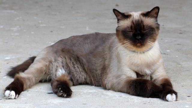 Burmese Cat