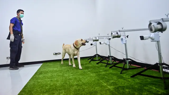 Anjing dilatih mengendus COVID-19 melalui sampel keringat